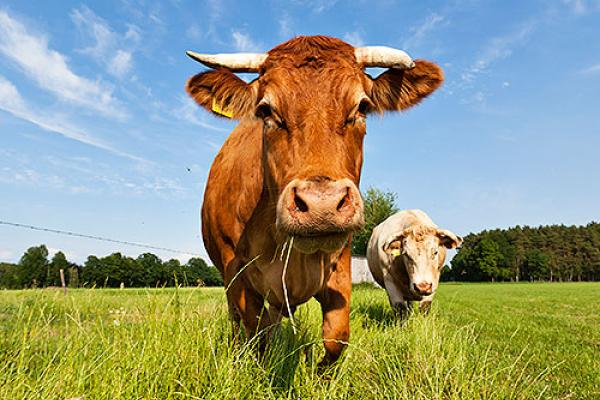 Link to Animals section of our site